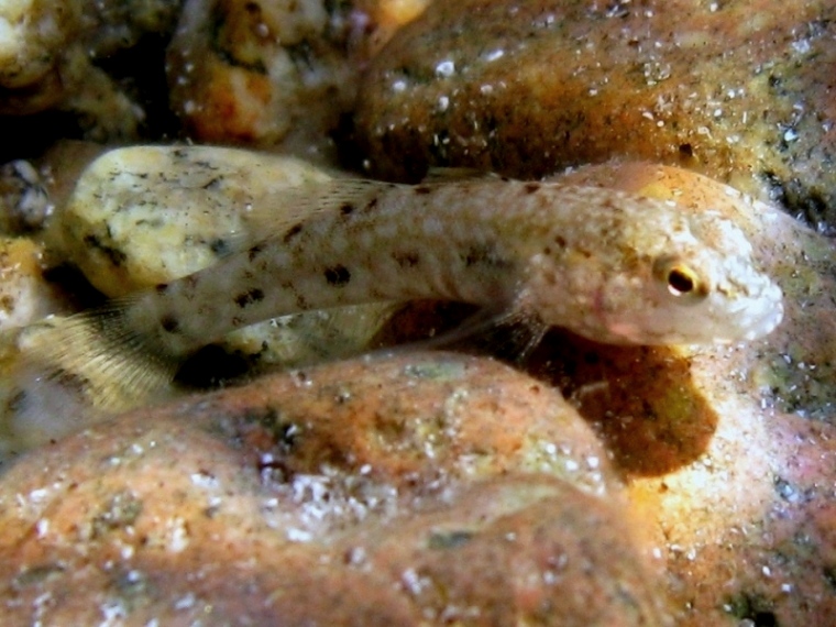 juvenile Gobius cobitis